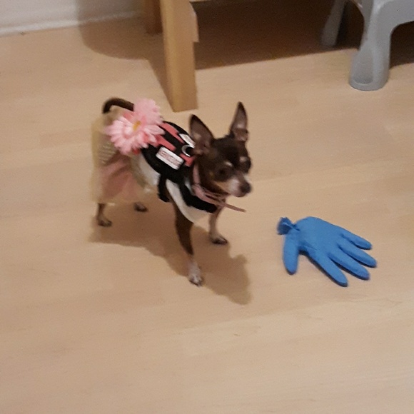 Meet your Posher, Sunday - Picture 2 of 8